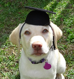 Luna Labrador