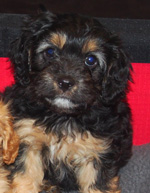 Benji